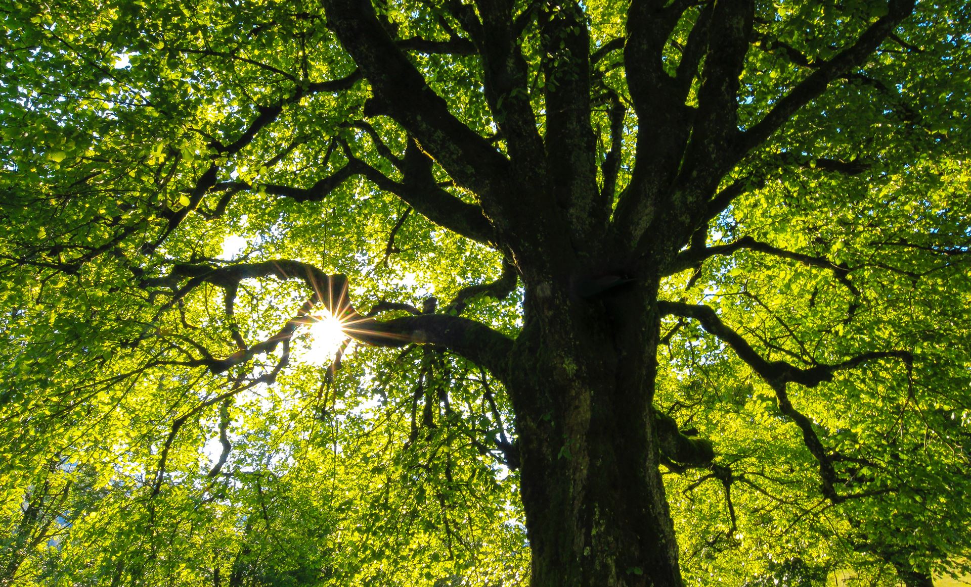 large tree with dappled sunshine through the leaves