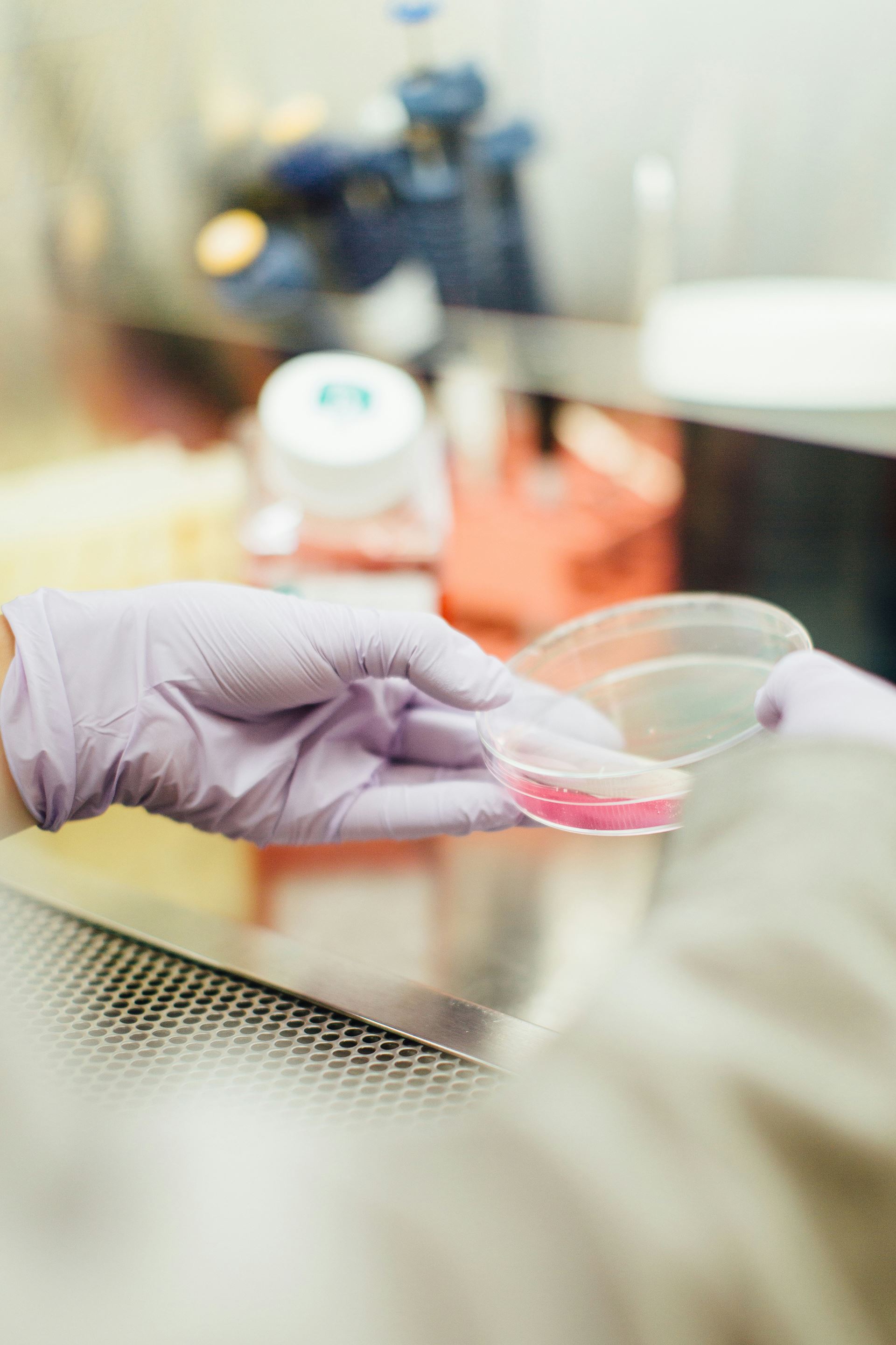 gloved hand holds a petri dish