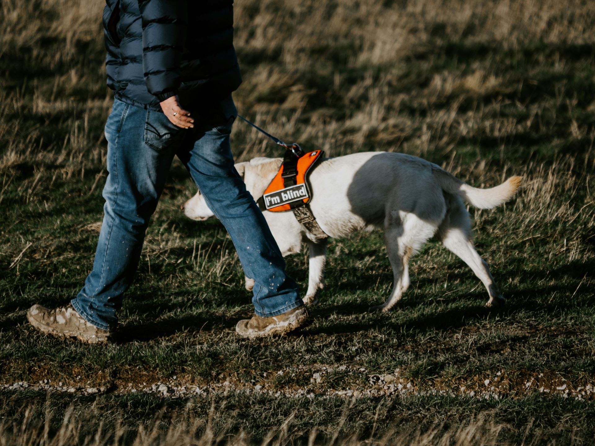 man walks alongside guide dog wearing an orange harness